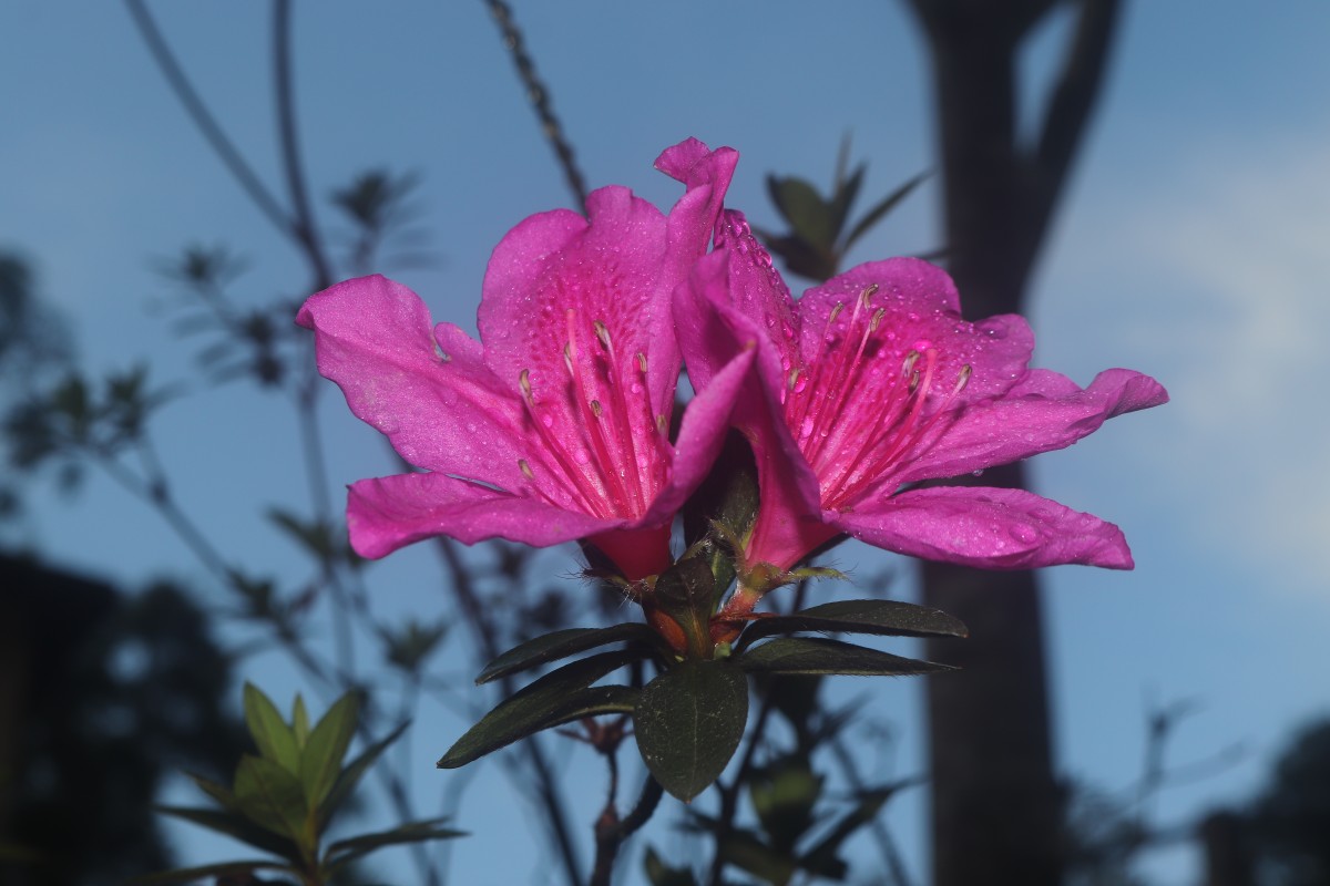 Rhododendron japonicum (A.Gray) Suringar